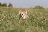 CORGI PEMBROKE 125
